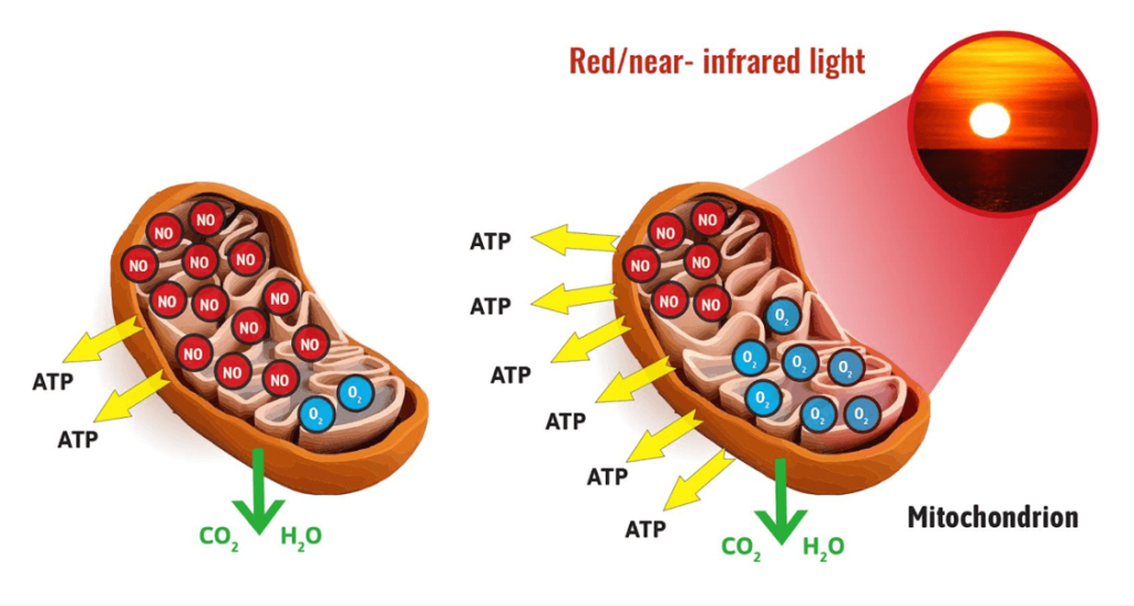 ATP-en-licht-therapie